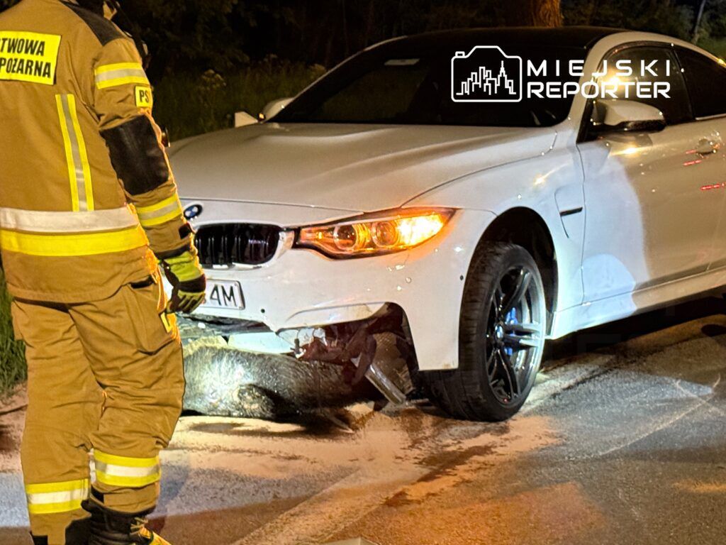 Dzik potrącony przez dwa auta na Białołęce. Zwierzę nie przeżyło