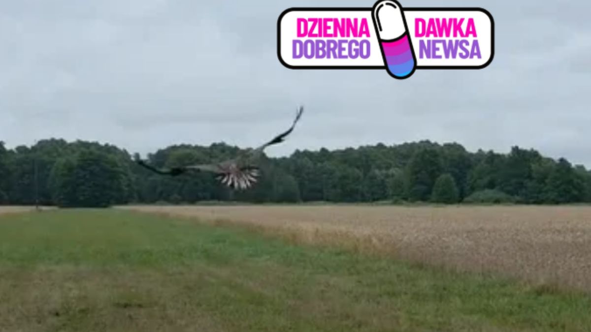 "Kaszkiet" wróciła na wolność
