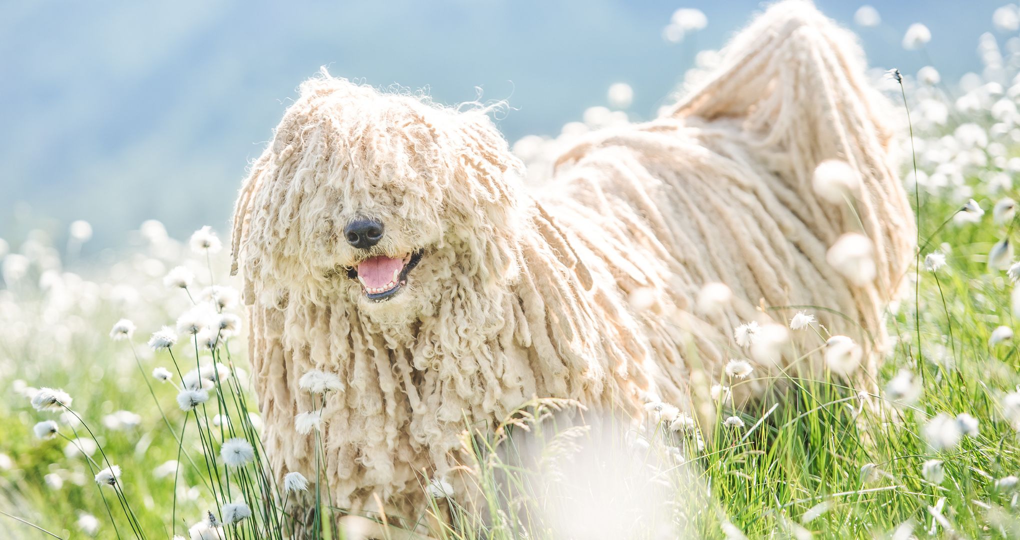 Puli