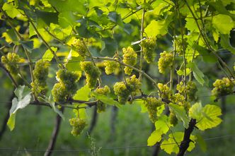 Polska staje się krajem wina. Rekordowy wzrost liczby winnic i producentów