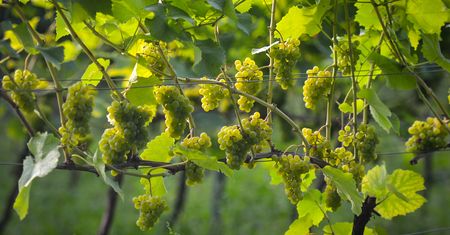 Polska staje się krajem wina. Rekordowy wzrost liczby winnic i producentów
