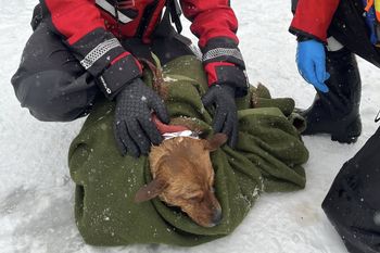 Pod psem załamał się lód. Akcja strażaków na Kanale Żerańskim
