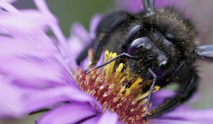 Wielki powrót. Czarna pszczoła znowu w Polsce. Nie było jej prawie 100 lat