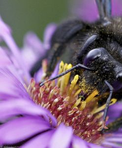 Wielki powrót. Czarna pszczoła znowu w Polsce. Nie było jej prawie 100 lat