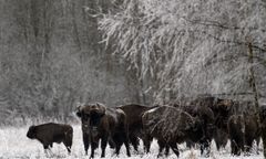 Zaskakujący widok. Żubr w centrum miasta