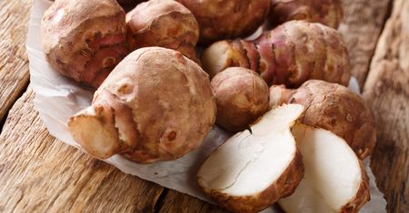 Nasi przodkowie jedli zamiast ziemniaków. Zapomniane warzywo wraca do łask
