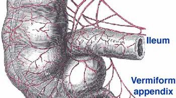 Okazuje się, że wyrostek robaczkowy nie jest wcale bezużyteczny 1