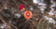 Kardynałek rodem z Angry Birds. Zdjęcie robi furorę w sieci