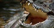 Australia. Wędkarz zdębiał na widok krokodyla, który siedział na drzewie