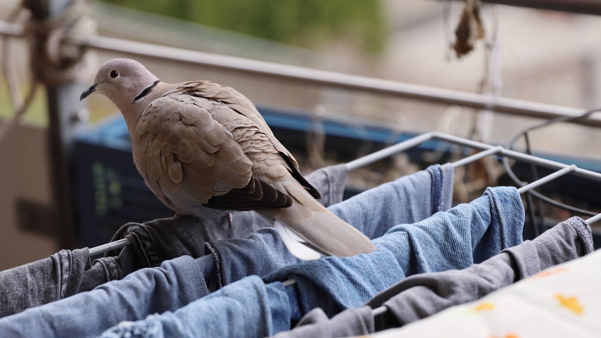 Jak odstraszyć gołębie?