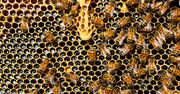 Przełomowe odkrycie w walce z rakiem piersi. Jad pszczół zabija komórki nowotworowe