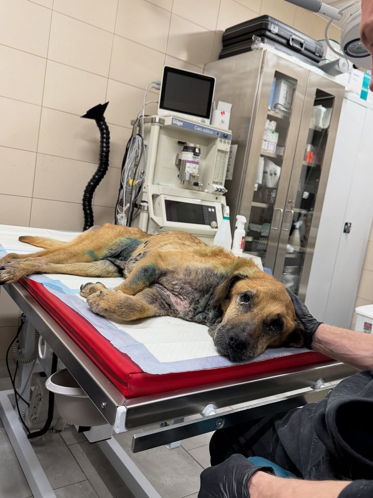 Pruszcz Gdański: Interwencja na Pomorzu. Chodzi o dwa psy