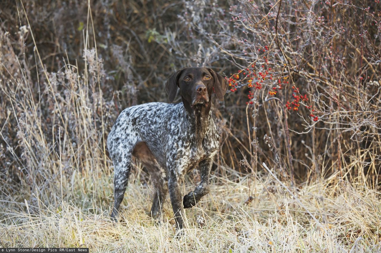 Dramat polskiej rodziny w UK. Pies zaatakował dziecko i przegryzł się do czaszki