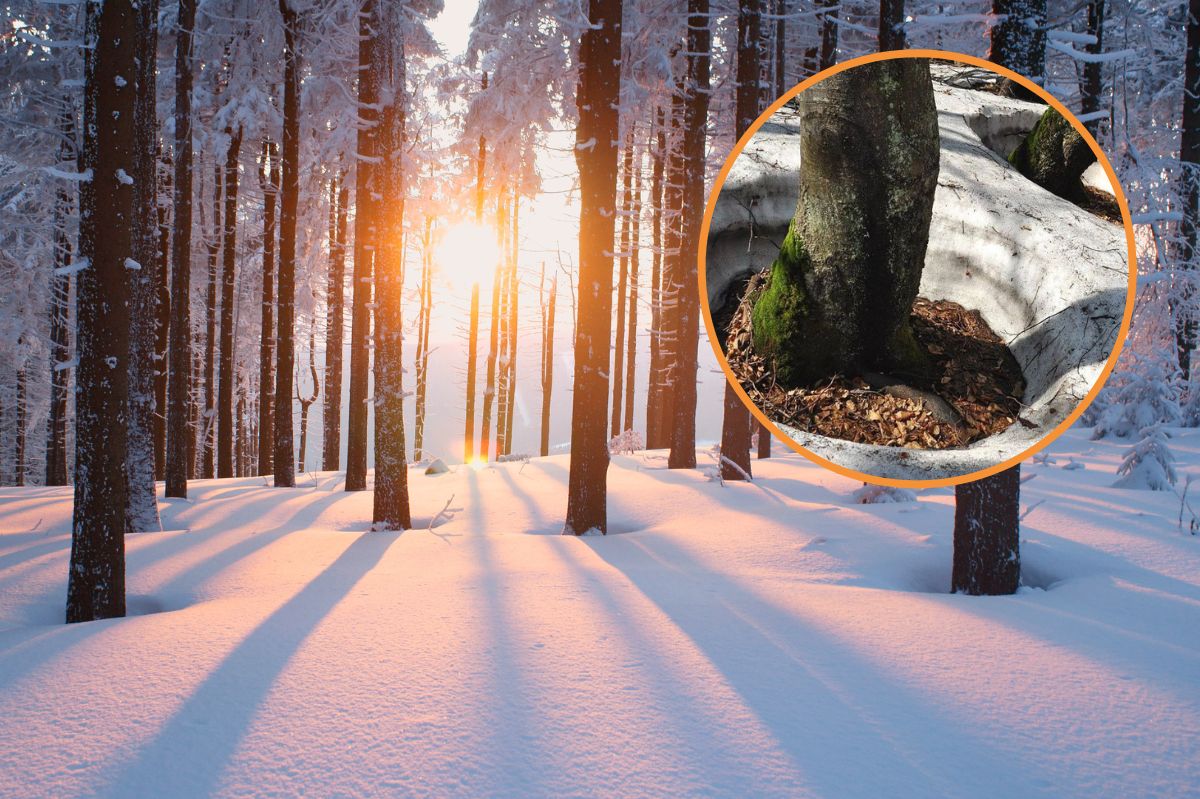 Dlaczego wokół pnia drzewa nie ma śniegu? Leśnicy rozwiązują zagadkę
