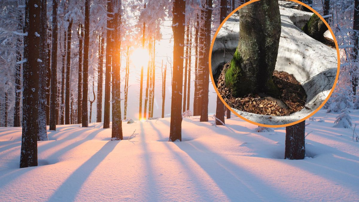 Śnieg jest wszędzie, ale nie wokół pni drzew.