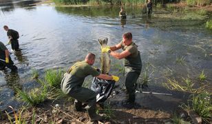 Co zatruło ryby w Odrze? Są pierwsze wyniki badań