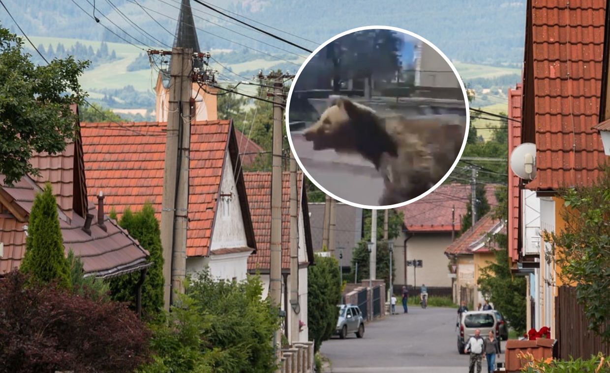 Niedźwiedź zaatakował w centrum miasta. Ranne dwie osoby na Słowacji