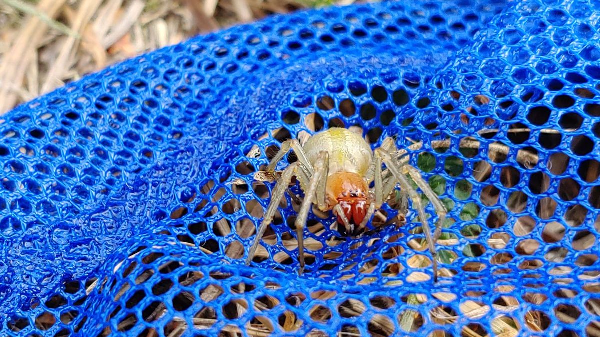 Niebezpieczny pająk pojawił się w Obornikach
