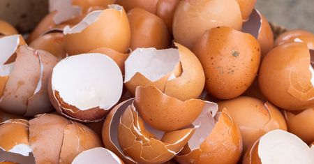 Gdzie wyrzucić skorupki jajek? Nagminny błąd