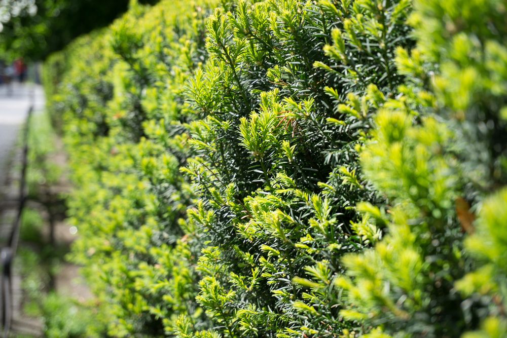 Sony A6000 - solidny bezlusterkowiec w rozsądnej cenie [test] 42