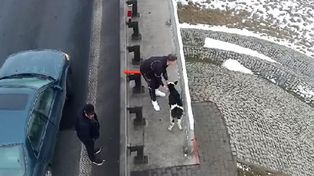 Po autostradzie A2 chodziły cielaki. Zareagowali kierowcy