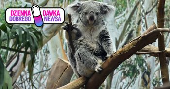 Szansa dla koali. Szczepionka na groźną chorobę już zatwierdzona