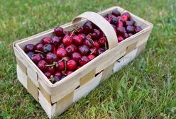 Czereśnie z Hiszpanii już w Polsce. Oto ceny