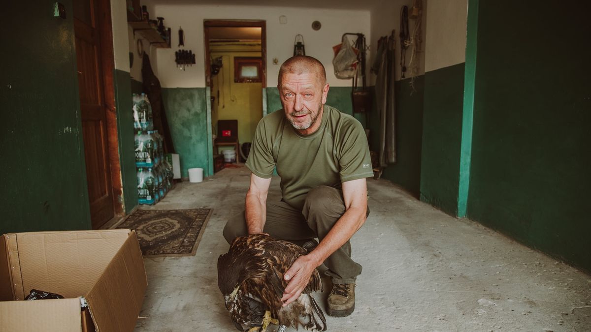 Młody bielik został uśpiony. 