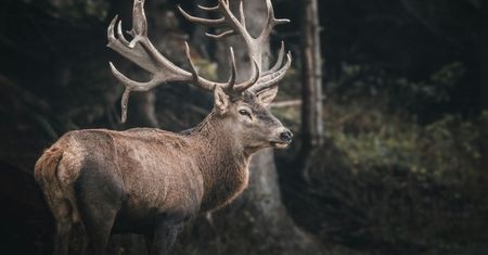 Naukowcy biją na alarm. Choroba "jeleni zombie" może zmutować na ludzi?