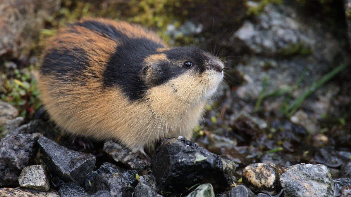 Leming norweski (Lemmus lemmus) 