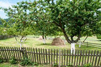 Czy można zabrać owoce z sąsiedniej działki? To nie takie oczywiste