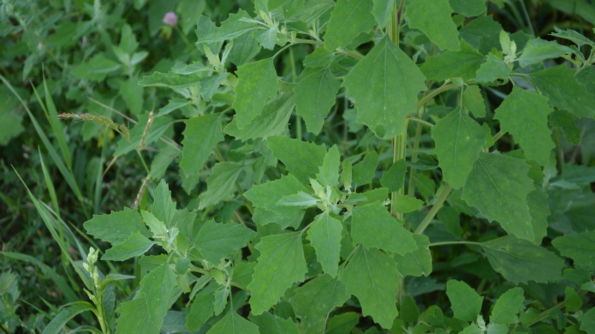 Lebioda to roślina, która występuje powszechnie w całej Polsce