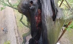 Mieszkańcy Rzeszowa uratowali 200-letni dąb. W Warszawie starszy spłonął tej nocy