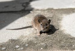 Plaga szczurów w woj. śląskim. Miasto opanowane przez gryzonie