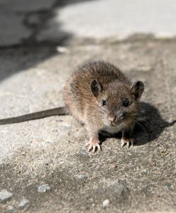 Plaga szczurów w woj. śląskim. Miasto opanowane przez gryzonie