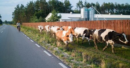 Koszmarny wypadek. Wjechał mercedesem w stado krów i potrącił rolnika