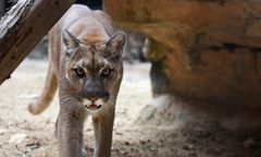 USA. Puma rzuciła się na 5-latka. Matka zaczęła z nią walczyć gołymi rękami