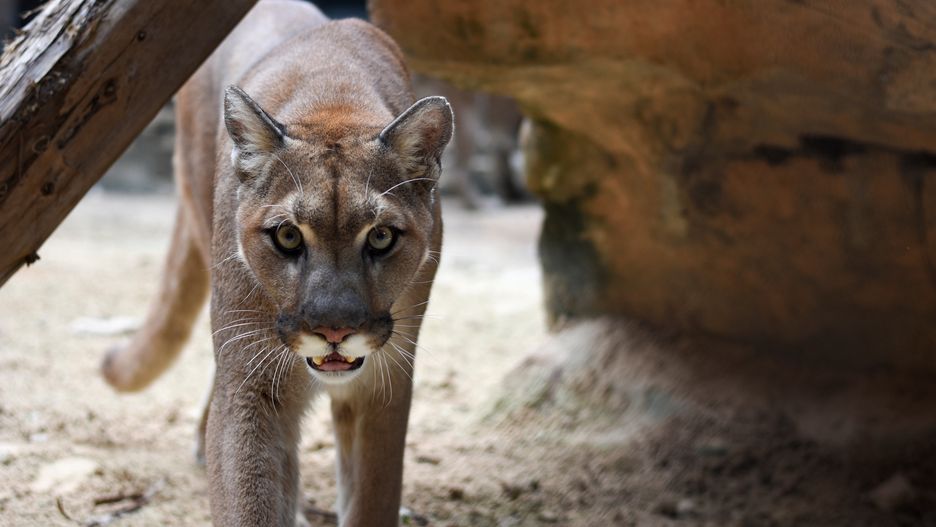 Puma