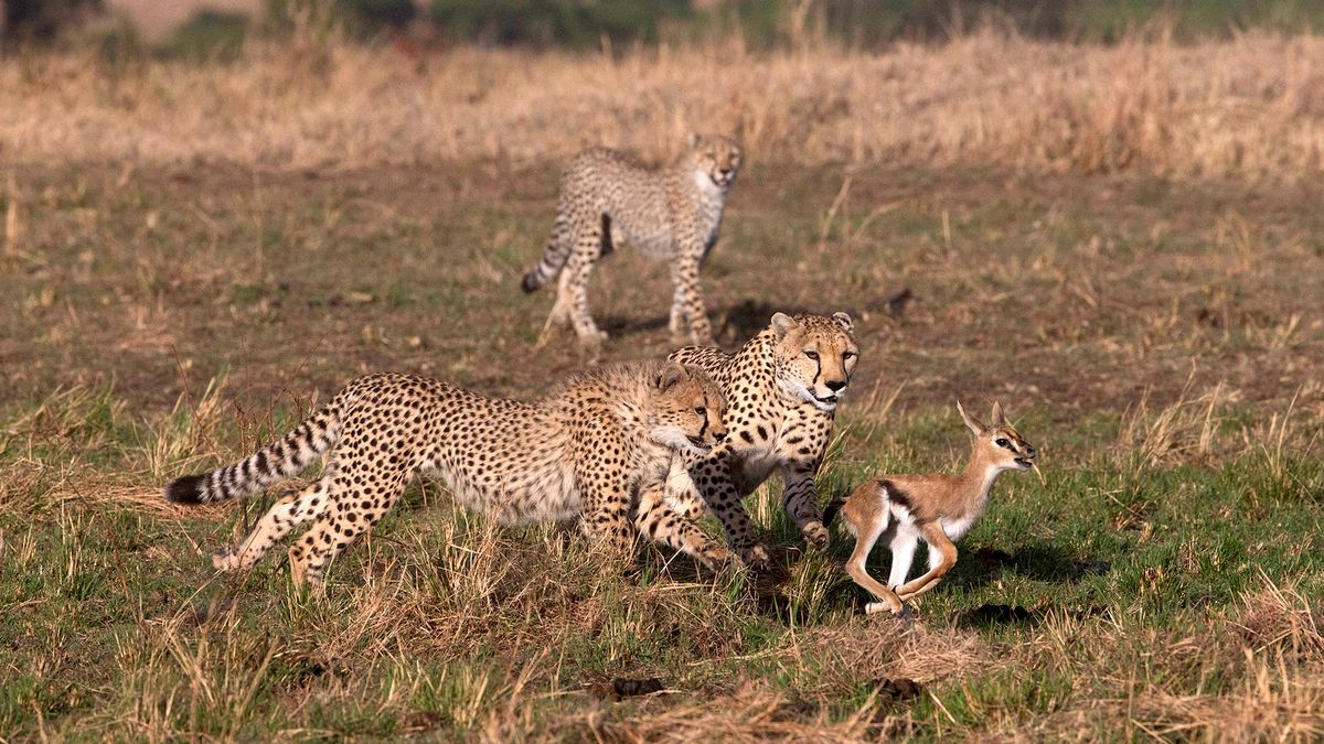 Matka uczyła swoje młode polowania. Na zdjęciach widać ich nieporadność 1