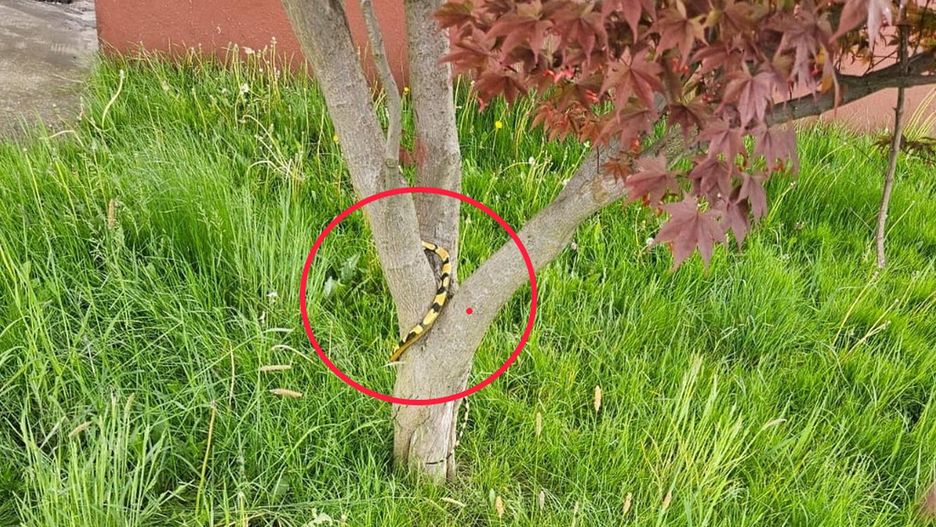 Wąż na drzewie okazał się być zabawką