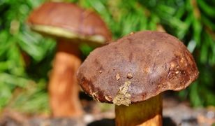 Gdzie na grzyby 2021 w woj. śląskim? Sprawdzone i nowe miejsca grzybiarzy