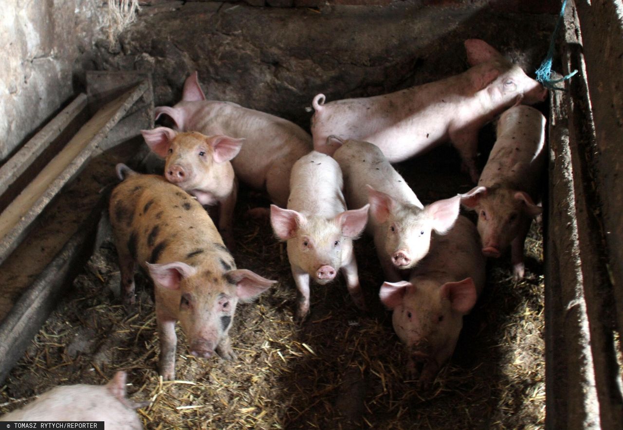 Rekordowa liczba świń sprowadzonych do Polski. Co się dzieje?
