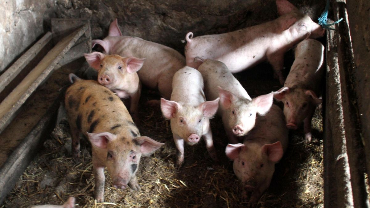 reporter7_baza
11.08.2012 Lublin  N/z swinie  foto. Tomasz Rytych / REPORTER
Tomasz Rytych/REPORTER