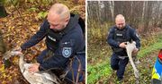Ameryka: Łabędź zaplątany w sznurek uratowany przez policjantów
