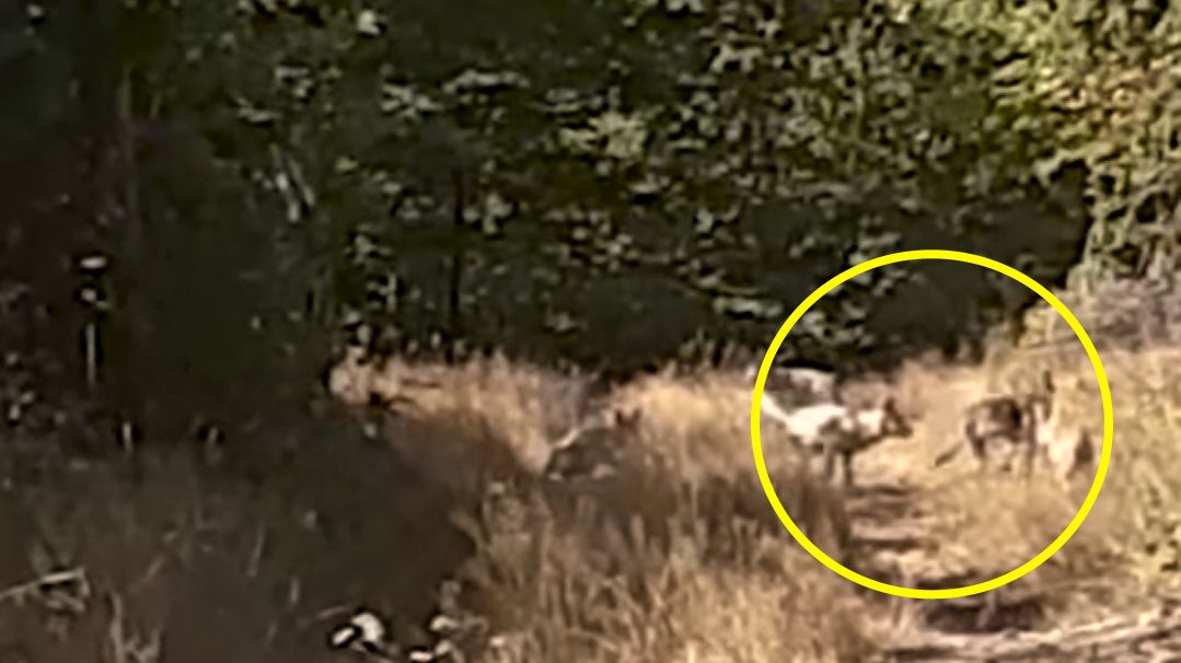 Leśniczy natknął się na wilczą rodzinę 