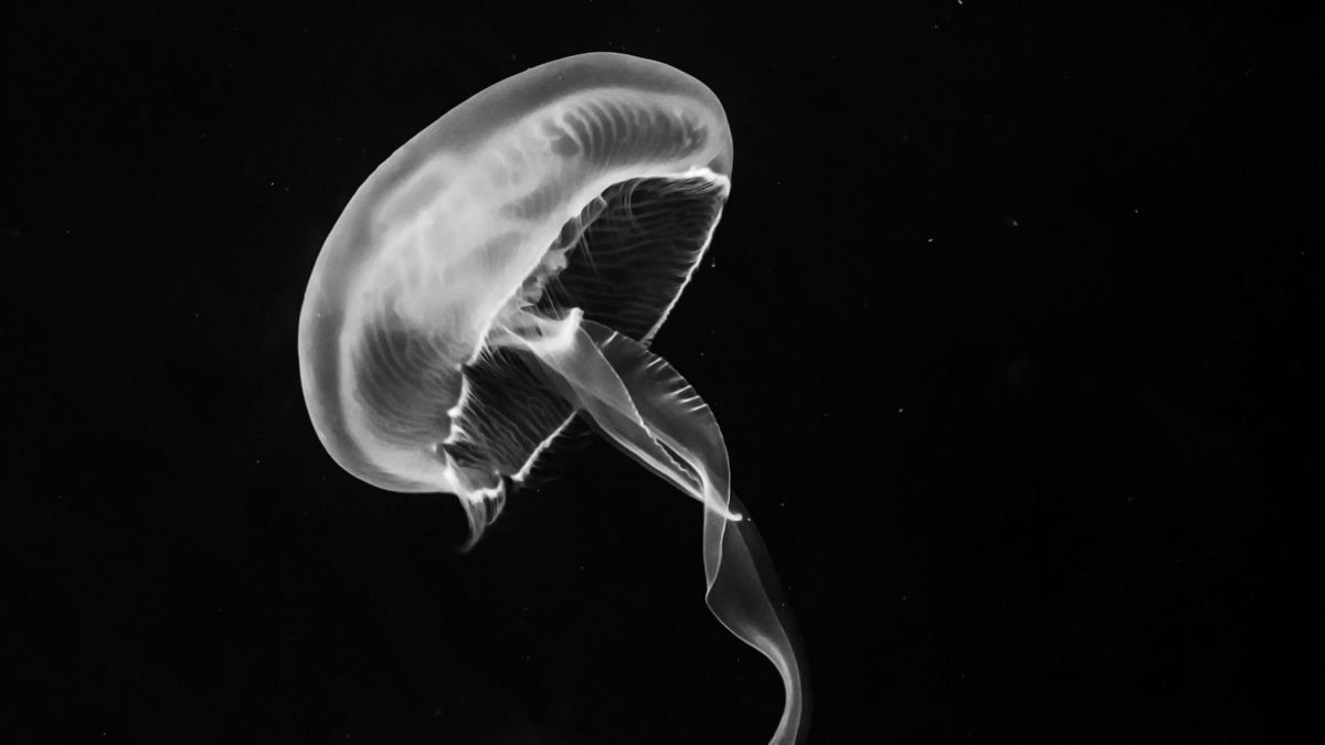 Zdjęcie przedstawia meduzę
