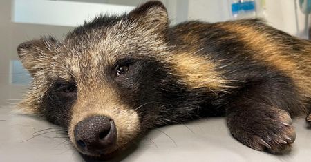 Łzy w oczach. To stało się z małym jenotem. "Nasz powszechny szowinizm gatunkowy"