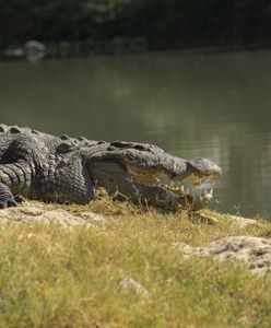 Chłopiec zaginął w Indonezji. W poszukiwaniach pomógł krokodyl