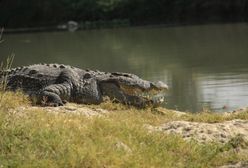 Chłopiec zaginął w Indonezji. W poszukiwaniach pomógł krokodyl