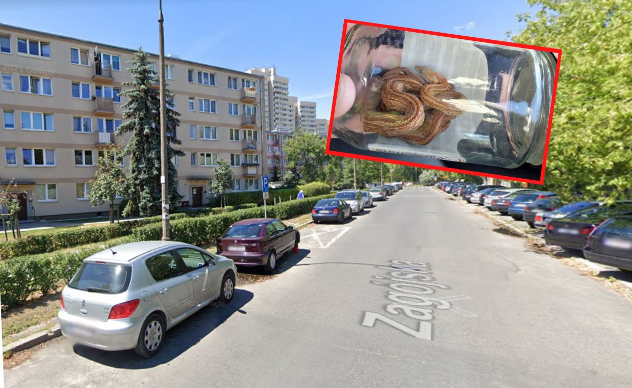 Wąż wpełznął do mieszkania w Warszawie i zasnął na łóżku